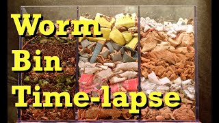 3chamber Carbononly WORM BIN 100Day TIMELAPSE  FAST  vermicomposting [upl. by Nodnelg]