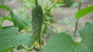 Cucumber on a strong vine [upl. by Ariamo]