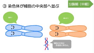 41高校生物「体細胞分裂」2022 [upl. by Dorkas]