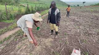 Practical Demonstration of Applying Agricultural Lime for Soil pH Correction [upl. by Kegan]