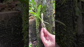 propagation dendrobium plants on wood short [upl. by Nosak]