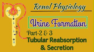 Urine Formation Physiology Part2amp3  Tubular Reabsorption And Secretion [upl. by Refotsirc]