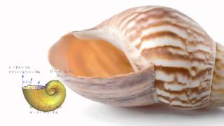 The Mathematics of Sea Shells [upl. by Arrik]