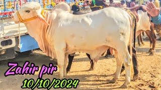 Zahir Pir Cow Mandi Cattle Rates Update  10 October 2024  Cow Mandi 2024   Bakra Eid Season 2024 [upl. by Leuas]