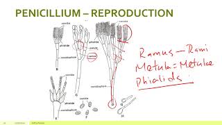 FUNGI – PARTXV ASCOMYCOTA PENICILLIUM – REPRODUCTION [upl. by Nimzay]