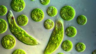 Chlamydomonas amp Euglena viridis [upl. by Hyde451]