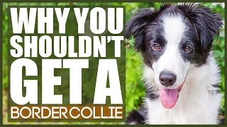 BORDER COLLIE 5 Reasons You SHOULD NOT GET A BORDER COLLIE [upl. by Heyra]