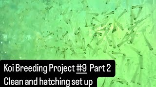 Koi Breeding Project 9 Part 2 Clean amp hatching set up koi koifry akamatsuba koibreeding carp [upl. by Anelac]