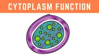 Cytoplasm Function  More than just the clear liquid of the Cell [upl. by Compte65]