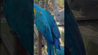 MACAW PARROT PRICE IN INDIA😳😱 [upl. by Ayor921]