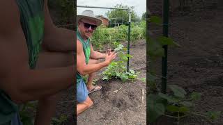 My Favorite Cucumber Trellis pickles backyardgrocerystore [upl. by Nicolau]