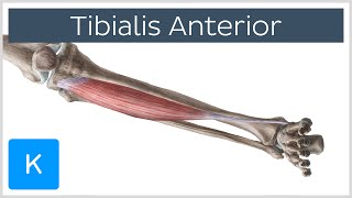 Tibialis Anterior Muscle  Origins amp Function  Human Anatomy  Kenhub [upl. by Neltiak953]