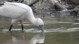 YellowBilled Spoonbill  4K UHDVideo WANYAMA PORI Tanzania [upl. by Arot919]