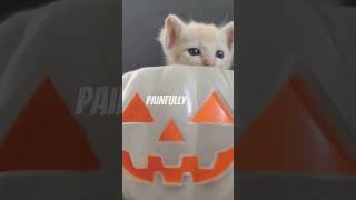 Kittens Doing the Halloween Pose 🐱 [upl. by Lardner595]