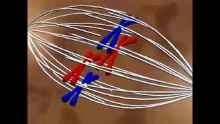 MitoseGénétiqueSC [upl. by Waring]