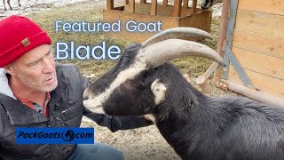 Meet Blade The Most Well Built LaMancha Goat [upl. by Schwing413]