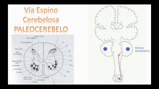 Circuitos del cerebelo  parte I  VÍA ESPINOCEREBELOSA [upl. by Ariana661]