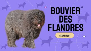 Bouvier des Flandres Ultimate Guide Care Training amp Breed Facts [upl. by Niatsirt418]