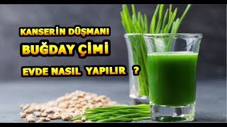 BUĞDAY ÇİMİ EVDE NASIL YETİŞTİRİLİR [upl. by Watters868]