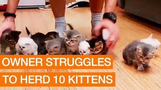 Owner Struggles to Herd 10 Kittens [upl. by Januisz]