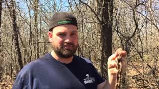 How to get rid of buckthorn [upl. by Ewell]