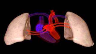 Heart Structure  Biology  Anatomy [upl. by Arinaj]