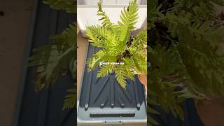 Pruning my blechnum fern🪴 plants plantlover indoorplants houseplants ferns pruning fyp fy [upl. by Hoeve]