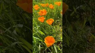 California poppy Eschscholzia californica Papaveraceae CA’s state flower on the hills of UCSC [upl. by Ateuqram]