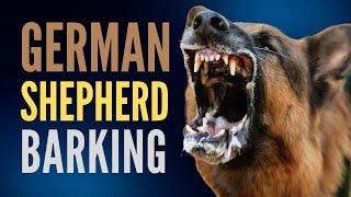 20 Minutes Of Non Stop German Shepherd Barking Aggressive German Shepherd Dog Bark Compilation [upl. by Konikow]