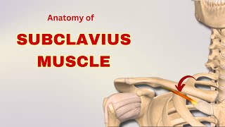 Subclavius Muscle Anatomy  Muscle of Pectoral Region  Doctor Speaks [upl. by Ardnaxela]