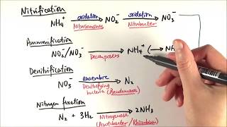 A2 Biology  Reactions in the nitrogen cycle OCR A Chapter 233 [upl. by Carmencita]