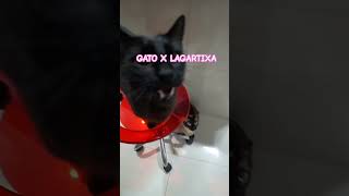 GATO X LAGARTIXA gatos gatinho gato cat [upl. by Sylvia580]