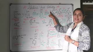 CHAPTER 1 TOPIC 2 SHIKIMIC ACID PATHWAY in Detail [upl. by Nilats]