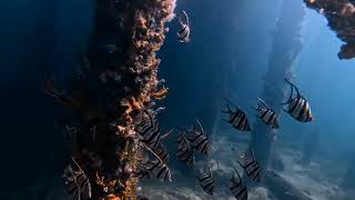 Busselton jetty FreeDive [upl. by Tsuda]