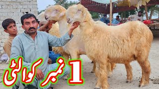 badoo bhai ki pure belli mundri bherin at bismillah goat farm dera ghazi khan sheep business [upl. by Saitam918]