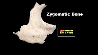 Osteology of Head amp Neck  Zygomatic Bone Anatomy mbbs bds education [upl. by Lyndel]