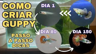 COMO CRIAR O PEIXE GUPPY  LEBISTE [upl. by Ynafit]