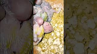 Budgerigar birds given baby viralshorts subscribe love shortsvideo viral subscribe cute [upl. by Rusel321]