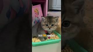 What Cats Really Think About Litter Box Cleaning 😸 [upl. by Christmas]