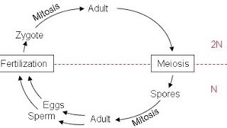 Kingdom Protista  Part 6  Life Cycle  Zoology  Class XI Foundation  NEET  by DSP sir [upl. by Queridas970]