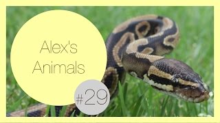 15 Reasons Ball Pythons are Awesome Pets [upl. by Appolonia225]