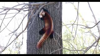 Daring Red Panda [upl. by Arolf]