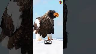 Why is the Stellers sea eagle so famous eagle birds [upl. by Eicyal249]