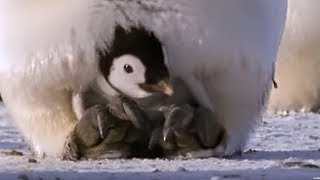 Emperor penguins  The Greatest Wildlife Show on Earth  BBC Earth [upl. by Aisor]