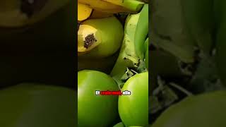 Découvrez comment une banane mûrit des tomates  🍌🍅 [upl. by Nahij425]