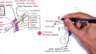 HIP BONE  GENERAL FEATURES AND ATTACHMENTS [upl. by Idelle]