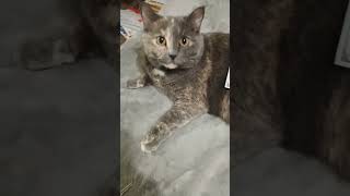 The Money Cat catvideos money cat catlover catsforever catinfluencer subscribe [upl. by Kotto]