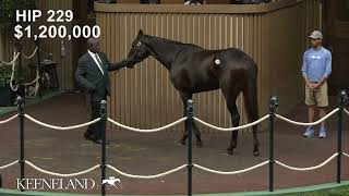 Anisette GB sells for 18 million at 2024 Keeneland November [upl. by Reames]