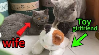 A tough choice for male cats  Fierce wife or stuffed toy girlfriend [upl. by Refinne]