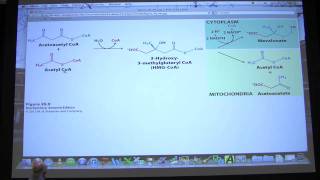 35 Biochemistry Phosphoglycerides Cholesterol Steroids Lecture for Kevin Aherns BB 451551 [upl. by Standush]